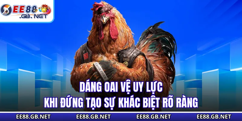 Gà Vảy Rồng - Vũ Khí Bí Ẩn Trên Chân Chiến Kê Huyền Thoại 3 Dáng oai vệ uy lực khi đứng tạo sự khác biệt rõ ràng