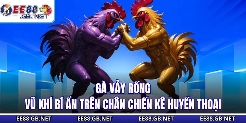 Gà Vảy Rồng - Vũ Khí Bí Ẩn Trên Chân Chiến Kê Huyền Thoại