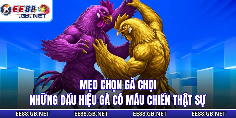 Mẹo Chọn Gà Chọi - Những Dấu Hiệu Gà Có Máu Chiến Thật Sự