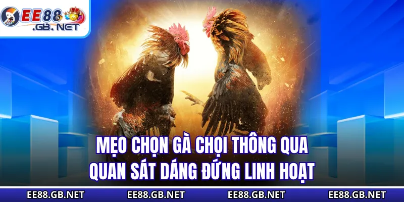 Mẹo Chọn Gà Chọi - Những Dấu Hiệu Gà Có Máu Chiến Thật Sự 3 Mẹo chọn gà chọi thông qua quan sát dáng đứng linh hoạt