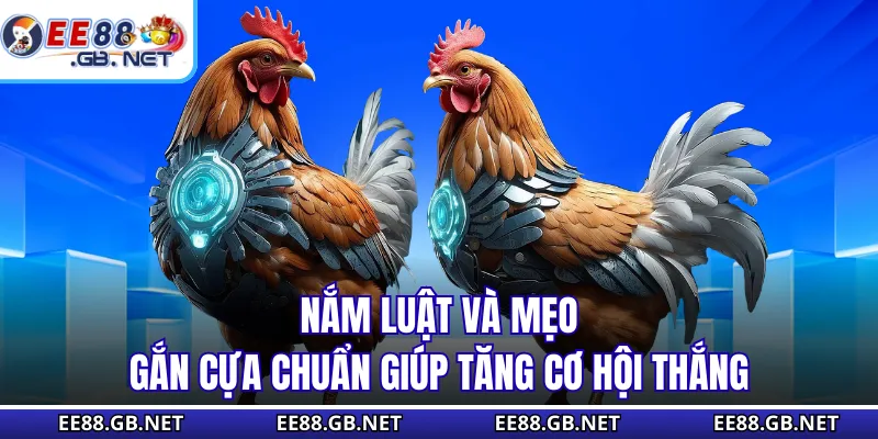 Đá Gà Trực Tiếp Cựa Dao - Hơn 200 Trận Đấu Diễn Ra Mỗi Tuần 3 Nắm luật và mẹo gắn cựa chuẩn giúp tăng cơ hội thắng