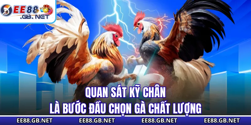Mẹo Chọn Gà Chọi - Những Dấu Hiệu Gà Có Máu Chiến Thật Sự 1 Quan sát kỹ chân là bước đầu chọn gà chất lượng